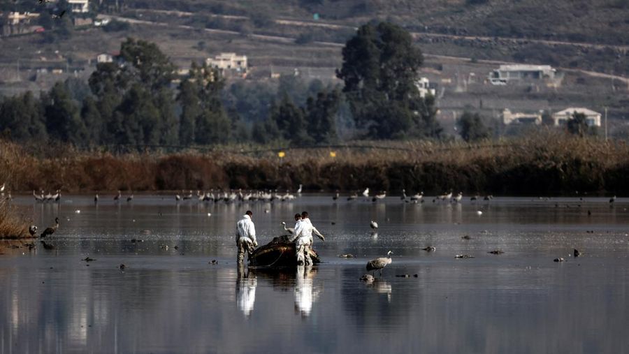 Pekerja dari Kementerian Pertanian dan Pembangunan Pedesaan memindahkan burung bangau yang mati menyusul wabah flu burung dari danau cagar alam, yang merupakan tujuan migrasi burung di Lembah Hula, Israel utara (2/1/2022). (REUTERS/Ronen Zvulun)