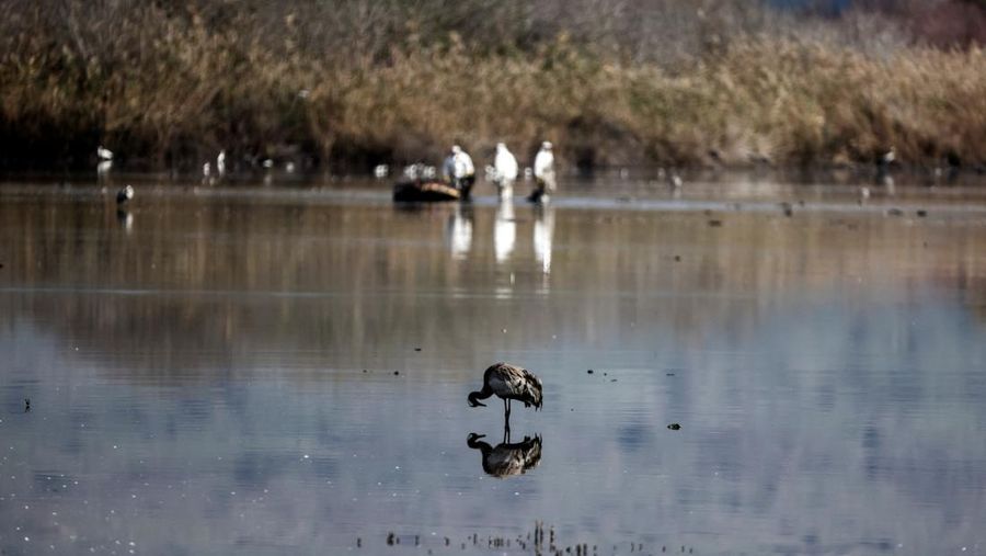 Pekerja dari Kementerian Pertanian dan Pembangunan Pedesaan memindahkan burung bangau yang mati menyusul wabah flu burung dari danau cagar alam, yang merupakan tujuan migrasi burung di Lembah Hula, Israel utara (2/1/2022). (REUTERS/Ronen Zvulun)