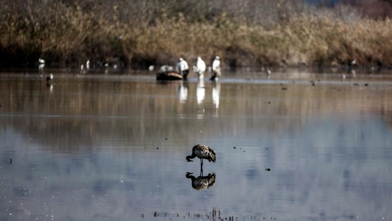 Pekerja dari Kementerian Pertanian dan Pembangunan Pedesaan memindahkan burung bangau yang mati menyusul wabah flu burung dari danau cagar alam, yang merupakan tujuan migrasi burung di Lembah Hula, Israel utara (2/1/2022). (REUTERS/Ronen Zvulun)