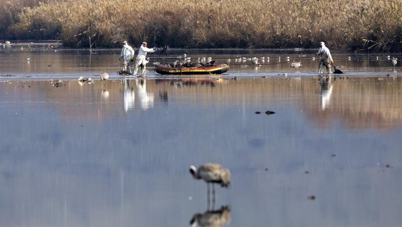 Pekerja dari Kementerian Pertanian dan Pembangunan Pedesaan memindahkan burung bangau yang mati menyusul wabah flu burung dari danau cagar alam, yang merupakan tujuan migrasi burung di Lembah Hula, Israel utara (2/1/2022). (REUTERS/Ronen Zvulun)