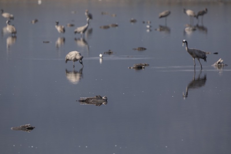 Pekerja dari Kementerian Pertanian dan Pembangunan Pedesaan memindahkan burung bangau yang mati menyusul wabah flu burung dari danau cagar alam, yang merupakan tujuan migrasi burung di Lembah Hula, Israel utara (2/1/2022). (REUTERS/Ronen Zvulun)
