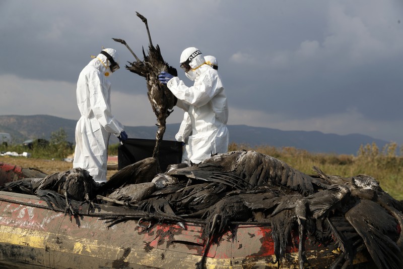Pekerja dari Kementerian Pertanian dan Pembangunan Pedesaan memindahkan burung bangau yang mati menyusul wabah flu burung dari danau cagar alam, yang merupakan tujuan migrasi burung di Lembah Hula, Israel utara (2/1/2022). (REUTERS/Ronen Zvulun)