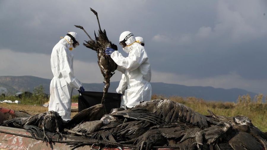 Pekerja memasukkan bangau yang mati ke dalam kantong di kawasan konservasi Danau Hula, utara Laut Galilea, di Israel utara, Minggu, (2/1/2022). Flu burung telah membunuh ribuan bangau yang bermigrasi dan mengancam hewan lain di Israel utara. Pihak berwenang mengatakan itu adalah bencana satwa liar paling mematikan dalam sejarah negara itu. (AP Photo/Ariel Schalit)