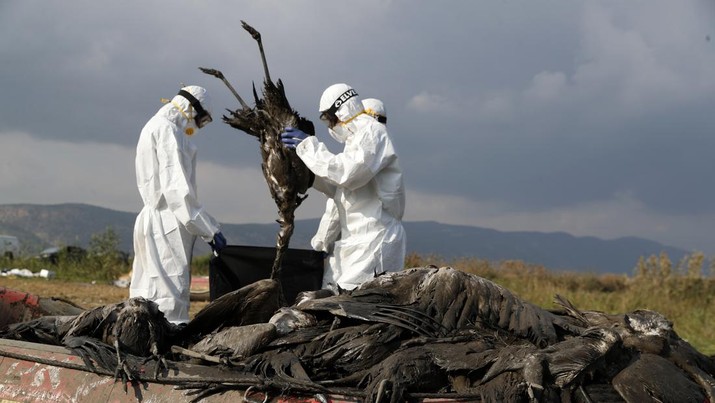 Burung Bangau Mati di Israel Karena Flu Burung Pekerja memasukkan bangau yang mati ke dalam kantong di kawasan konservasi Danau Hula, utara Laut Galilea, di Israel utara, Minggu, (2/1/2022). Flu burung telah membunuh ribuan bangau yang bermigrasi dan mengancam hewan lain di Israel utara. Pihak berwenang mengatakan itu adalah bencana satwa liar paling mematikan dalam sejarah negara itu. (AP Photo/Ariel Schalit)