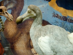 6 Burung Ini Punah karena Ulah Manusia, Ada Burung Dodo