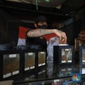 Orang RI Beralih ke Rokok Murah, Setoran Cukai Mulai Lesu!