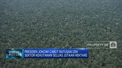 Presiden Jokowi Cabut Ratusan Izin Sektor Kehutanan