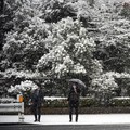 Potret Fenomena Salju Langka di Tokyo