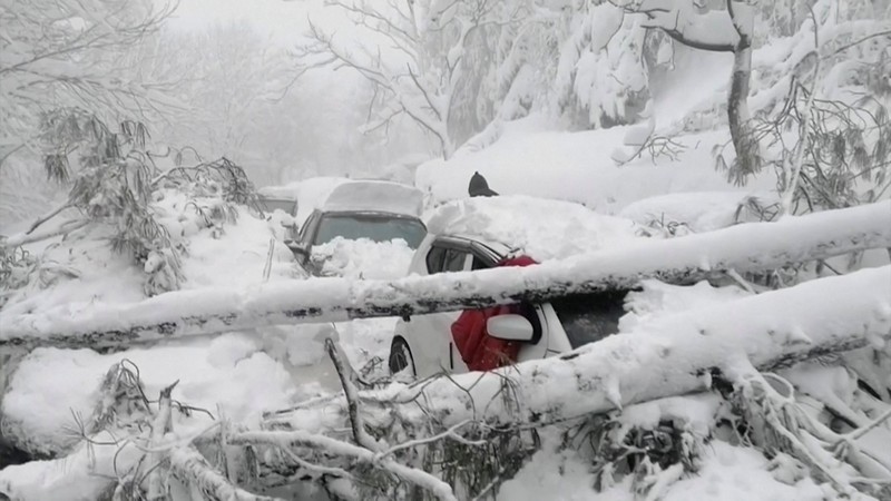 Kendaraan terjebak pohon tumbang di jalan bersalju Murree, timur laut Islamabad, Pakistan, Sabtu (8/1/2022). (via REUTERS/ISPR)