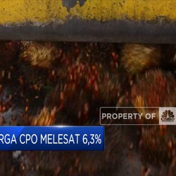 Market Bites: Harga CPO Melesat & Produksi Migor Murah BUMN