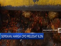 Market Bites: Harga CPO Melesat & Produksi Migor Murah BUMN