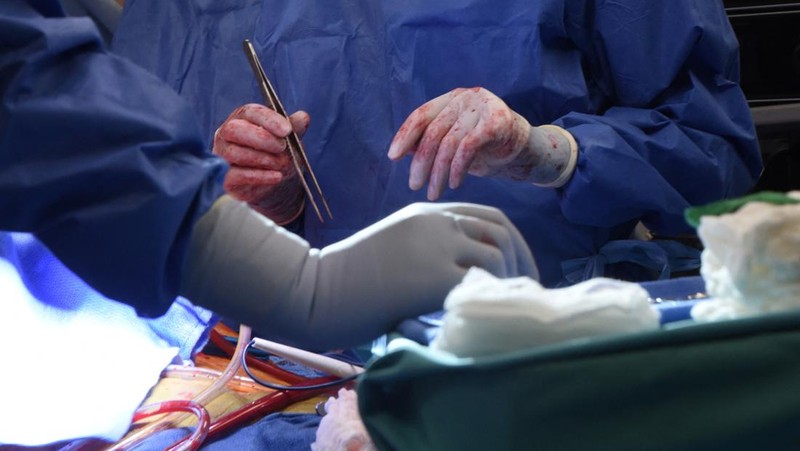 Fakultas Kedokteran Universitas Maryland menunjukkan jantung babi untuk ditransplantasikan ke pasien David Bennett di Baltimore pada Jumat, (7/1/2022). (Mark Teske/University of Maryland School of Medicine via AP)