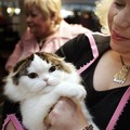 Alami Serangan Jantung, Wanita Ini Selamat Ditolong Kucing