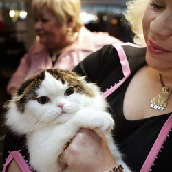 Ahli Sebut Kucing sebagai Spesies Invasif Asing, Apa Artinya?