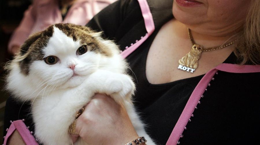 Kucing scottish fold (AP/JEFF CHRISTENSEN)