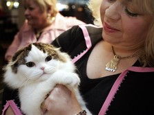 Kucing Rusia Ikut Kena Sanksi, Dilarang Ikut Kompetisi