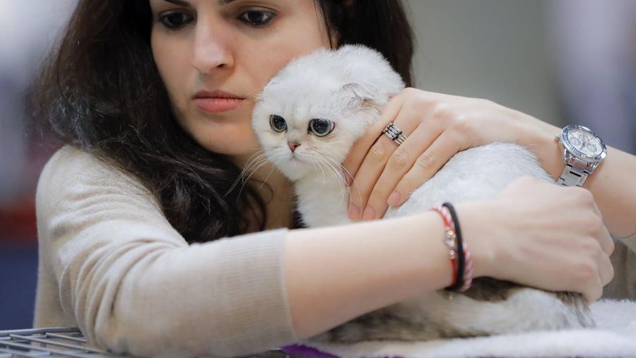 Kucing scottish fold (AP/Vadim Ghirda)
