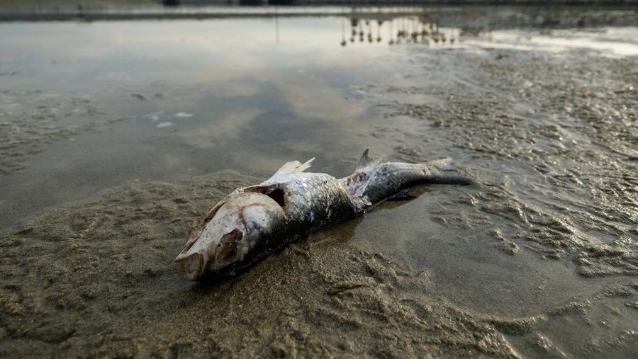 Ilustrasi ikan mati (AP/Ringo H.W. Chiu)