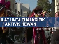 Gulat Unta di Turki Tuai Kritik Aktivis Hewan
