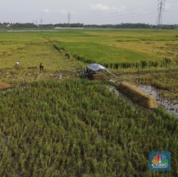 Harga Beras Terus Beterbangan, Petani Panen Duit Banyak Gak?