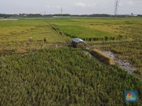 Harga Beras Terus Beterbangan, Petani Panen Duit Banyak Gak?