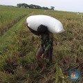 Haduh! Setelah Mafia Minyak Goreng, Muncul Lagi Mafia Bibit