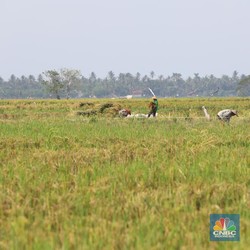 Demi Produksi Beras 35 Juta Ton, Plt Mentan Siapkan Hadiah