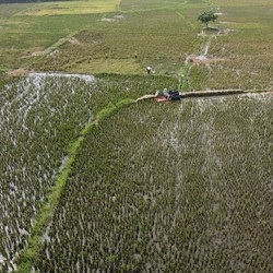 Selain Pupuk, Hama Tikus Ngamuk Bikin Petani Nangis!