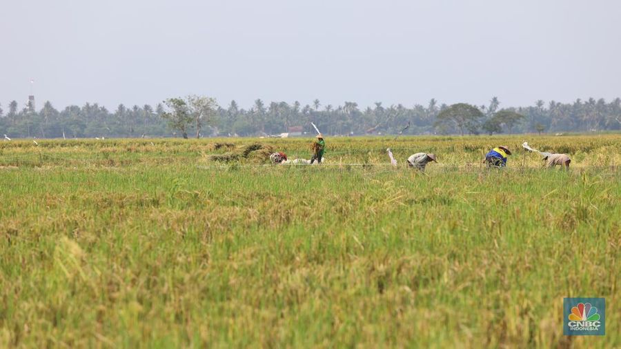 Petani Tangerang (CNBC Indonesia/Andrean Kristianto)