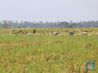 Demi Produksi Beras 35 Juta Ton, Plt Mentan Siapkan Hadiah