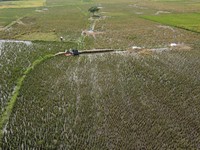 Selain Pupuk, Hama Tikus Ngamuk Bikin Petani Nangis!