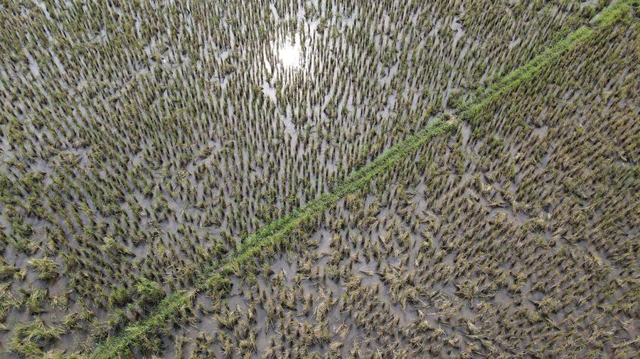Petani Tangerang (CNBC Indonesia/Andrean Kristianto)