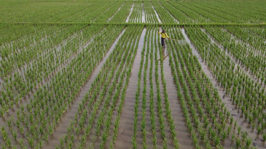 Petani Tangerang (CNBC Indonesia/Andrean Kristianto)