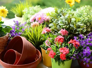 8 Tips Rawat Tanaman di Rumah saat Musim Hujan