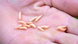 Tak Sengaja Menelan Belatung? Dokter Jelaskan Dampaknya pada Tubuh