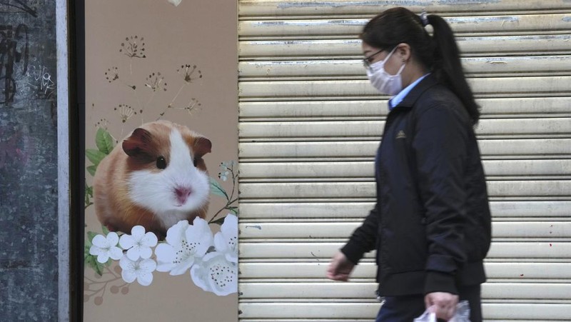 A staffer from the Agriculture, Fisheries and Conservation Department walks past a pet shop which was closed after some pet hamsters were, authorities said, tested positive for the coronavirus, in Hong Kong, Tuesday, Jan. 18, 2022. Hong Kong authorities said Tuesday that they will cull some 2,000 hamsters after several of the rodents tested positive for delta variant at the pet store where an infected employee was working. (AP Photo/Kin Cheung)