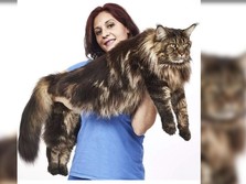 Kenalin, Ini Kucing Terpanjang di Dunia Asal Italia