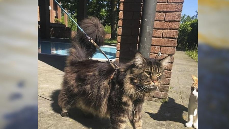 Kucing Barivel (Instagram/@barivel_maine_coon)