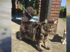 Kota Ini Larang Kucing Berkeliaran di Luar Rumah, Kenapa?