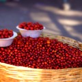 4 Manfaat Buah Bidara Cina Bagi Kesehatan dan Efek Sampingnya