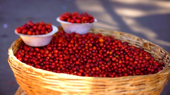 4 Manfaat Buah Bidara Cina Bagi Kesehatan dan Efek Sampingnya