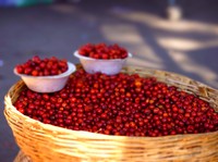 4 Manfaat Buah Bidara Cina Bagi Kesehatan dan Efek Sampingnya