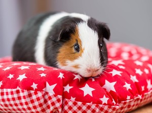 Kenapa Hamster Bisa Mati Mendadak dan Biasanya Konyol? Ini Penjelasannya