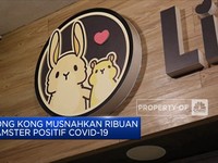 Hong Kong Musnahkan Ribuan Hamster Positif Covid-19
