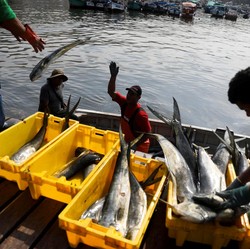 Perhatian! Nangkep Ikan Bakal Dibatasi Pemerintah Bulan Depan