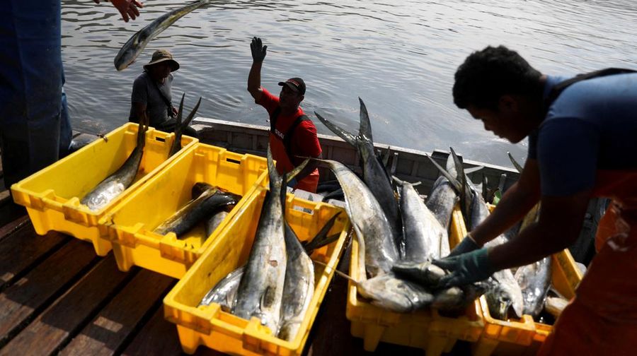 Nelayan memuat ikan di atas kotak, setelah pencemaran tumpahan minyak yang disebabkan oleh gelombang abnormal yang dipicu oleh letusan gunung berapi bawah laut besar-besaran di belahan dunia lain di Tonga, di Ancon, Lima, Peru, 21 Januari 2022. (REUTERS/PILAR OLIVARES)