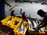 Perhatian! Nangkep Ikan Bakal Dibatasi Pemerintah Bulan Depan