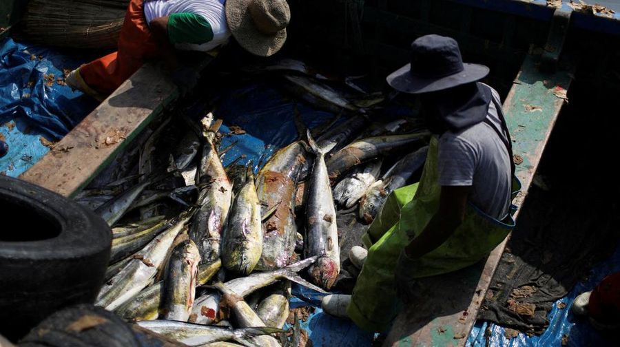 Otoritas setempat dan pekerja kilang La Pampilla, Peru, membersihkan tumpahan minyak di lepas pantai Ventanilla. Tumpahan minyak ini terjadi akibat gelombang tsunami yang dipicu letusan gunung api bawah laut di Tonga. (REUTERS/PILAR OLIVARES)