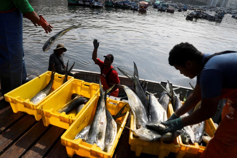 Otoritas setempat dan pekerja kilang La Pampilla, Peru, membersihkan tumpahan minyak di lepas pantai Ventanilla. Tumpahan minyak ini terjadi akibat gelombang tsunami yang dipicu letusan gunung api bawah laut di Tonga. (REUTERS/PILAR OLIVARES) Otoritas setempat dan pekerja kilang La Pampilla, Peru, membersihkan tumpahan minyak di lepas pantai Ventanilla. Tumpahan minyak ini terjadi akibat gelombang tsunami yang dipicu letusan gunung api bawah laut di Tonga. (REUTERS/PILAR OLIVARES)