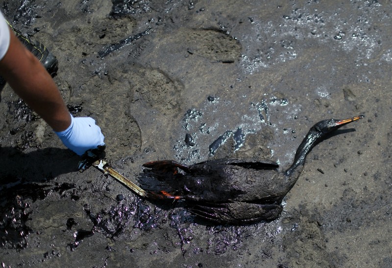 Otoritas setempat dan pekerja kilang La Pampilla, Peru, membersihkan tumpahan minyak di lepas pantai Ventanilla. Tumpahan minyak ini terjadi akibat gelombang tsunami yang dipicu letusan gunung api bawah laut di Tonga. (REUTERS/PILAR OLIVARES)